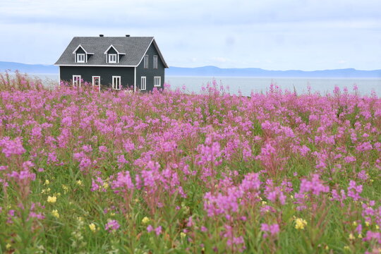View of a lonely house beyond a pink flower field in Gasp&eacute;sie, Quebec