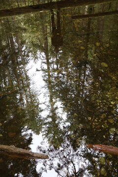Reflection of a man in a quiet pond, Vancouver area
