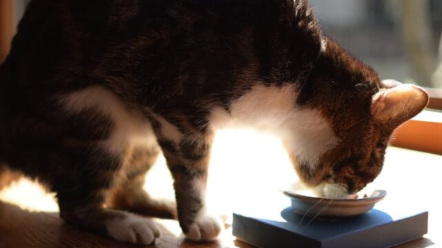 かつおフレークを食べるキジ猫