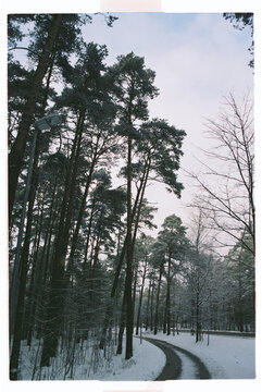 Snowy Forest Path With Tall Pine Trees in Winter, Film Photo