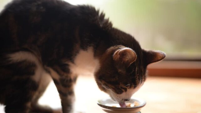 かつおフレークを食べるキジ猫