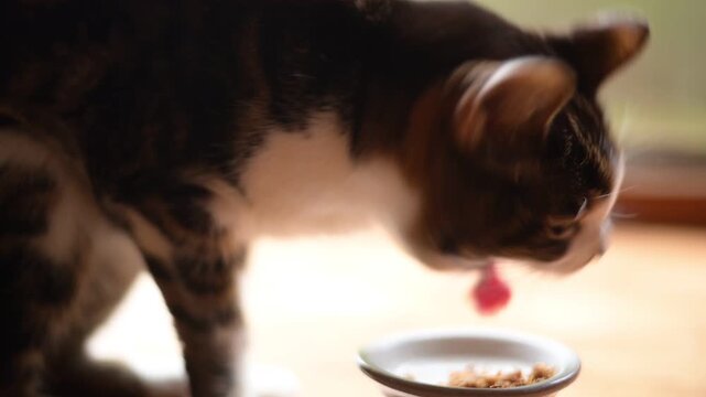 かつおフレークを食べるキジ猫