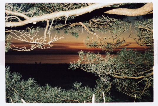 Pine Branches Framing Sunset Over Baltic Sea