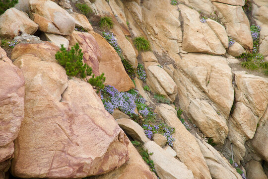 Purple Flowers on Granite Cliff