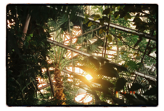 Sunlight Through Tropical Greenhouse Foliage