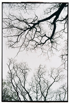 Intertwined bare tree canopy in winter