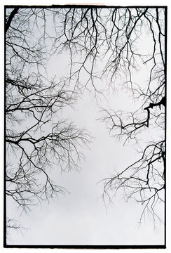 Leafless branches framing empty winter sky