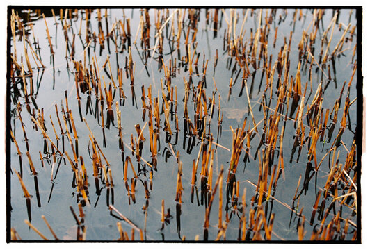 Pattern of dry reeds in quiet pond