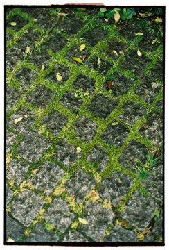 Moss growing between old cobblestones