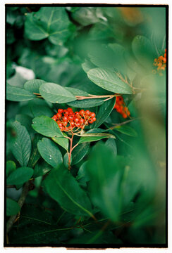 Red berries hidden in lush green leaves