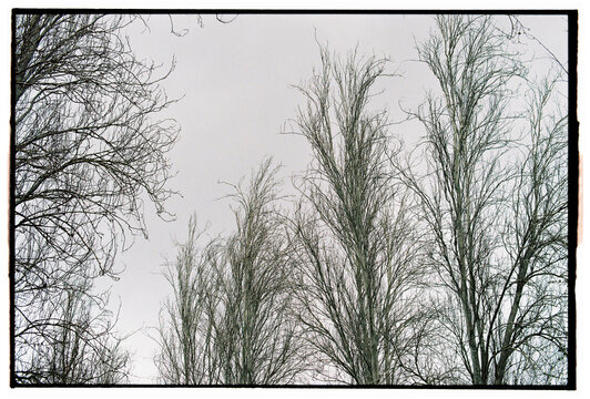 Tall leafless trees under pale winter sky