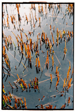 Brown reeds emerging from still water