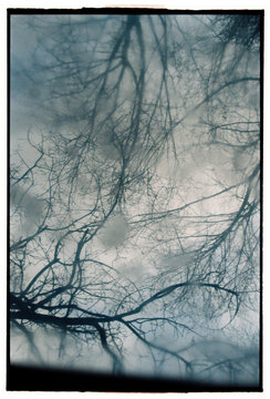 Soft focus winter tree reflection on wet metal