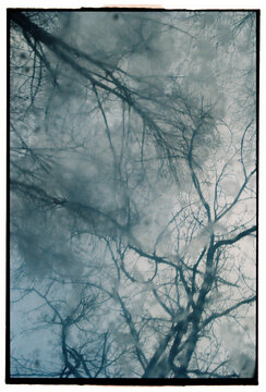 Moody blue reflection of bare winter trees