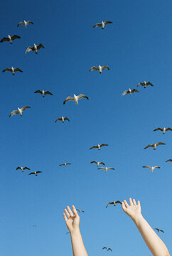 Raised female hands reaching flock of seagulls