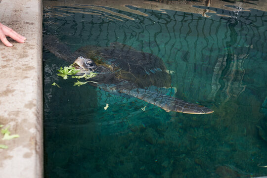 Green turtle in rehabilitation tank