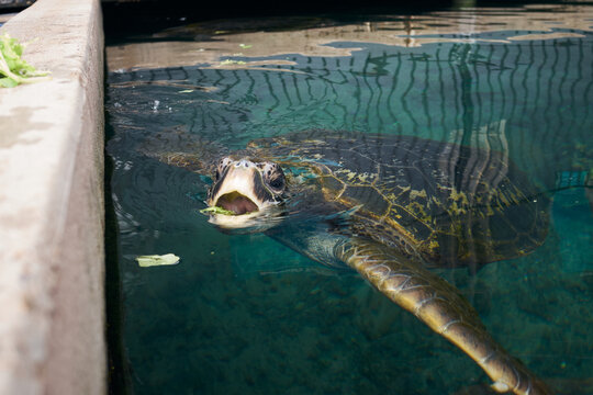 Green turtle in rehabilitation tank