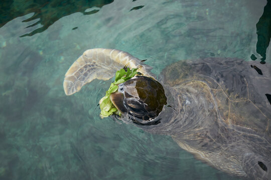 Green turtle in rehabilitation tank