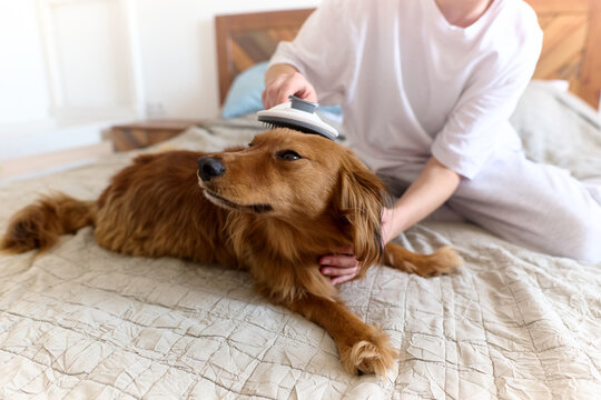 Woman Brushing Dog on Bed at Home