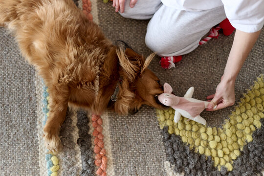 Small Brown Dog Playing Tug with Toy at Home
