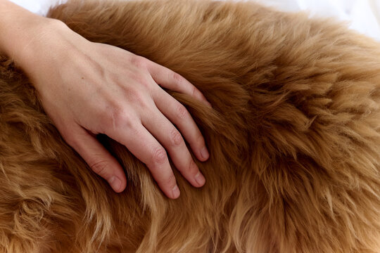 Hand Petting Soft Brown Dog Fur Close Up