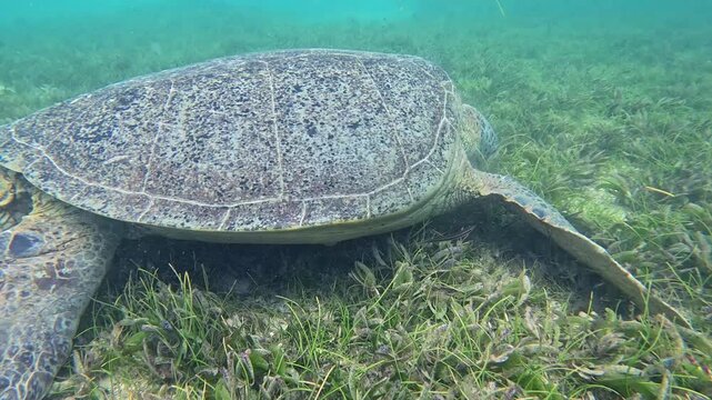 Green sea turtle glides gracefully through clear, turquoise water. Its patterned shell and flippers move smoothly over a lush bed of seagrass. Sunlight filters gently, highlighting the turtle's calm