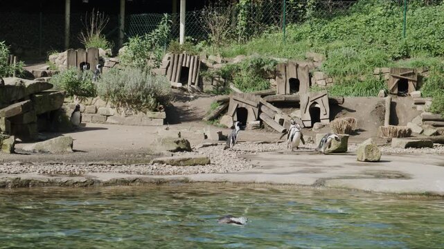 Group of penguins walking toward the water in a zoo enclosure while one penguin jumps into the water