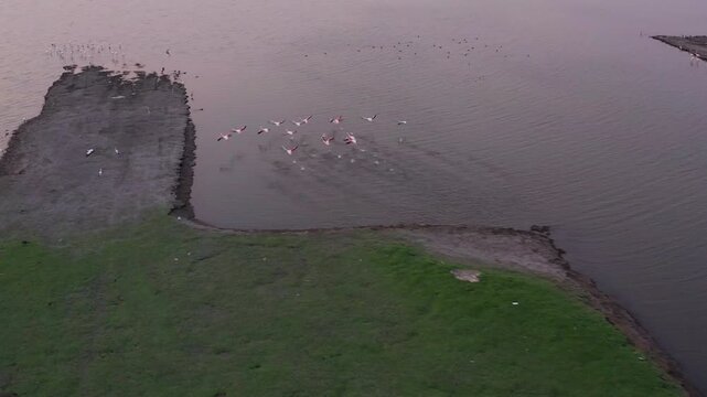 Greater Flamingos taking off from the water and landing near a flock during a golden sunset. drone view
