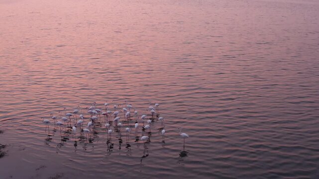 Pink sunset hues reflect on rippling water as Greater Flamingos walk along the shore, cinematic dusk drone view