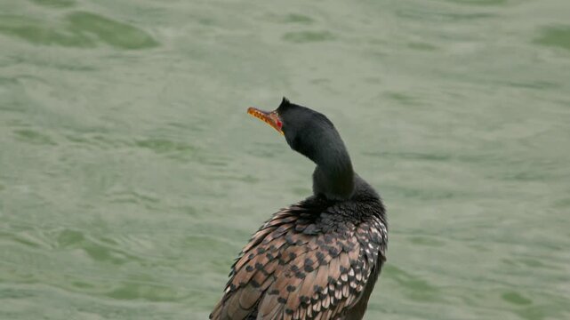 Great cormorant Phalacrocorax carbo Phalacrocoracidae family preening on Nile River Uganda in tropical freshwater ecosystem, static telephoto wildlife shot