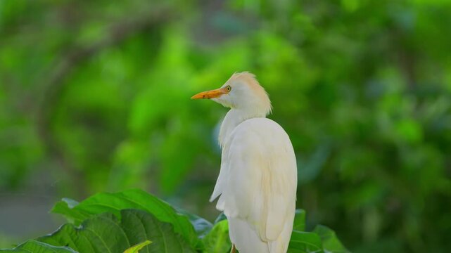Western cattle egret Bubulcus ibis Ardeidae family perched in tropical vegetation in Uganda with wind ruffling feathers, static telephoto wildlife shot
