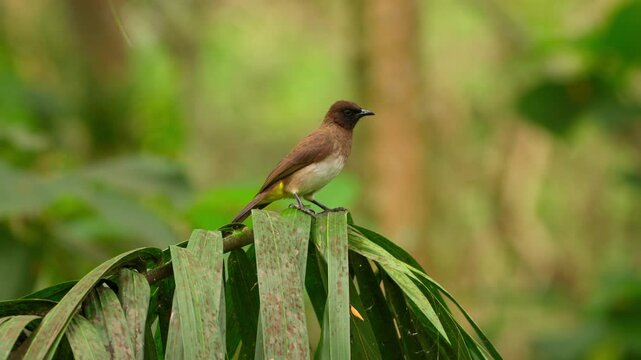 Common bulbul Pycnonotus barbatus Pycnonotidae family perched on Phoenix reclinata Arecaceae palm leaf in tropical vegetation in Uganda, static telephoto wildlife shot