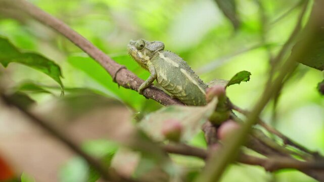 Flap necked chameleon Chamaeleo dilepis Chamaeleonidae family climbing branch in tropical vegetation in Kampala Uganda with stop motion locomotion effect style and telephoto bokeh, static shot
