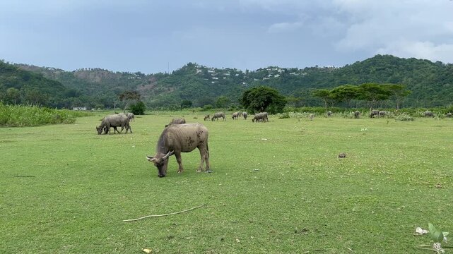Lombok cow in the field countryside
