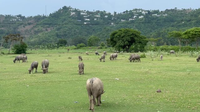 Lombok cow in the field countryside
