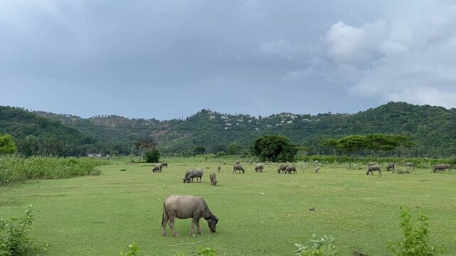 Lombok cow in the field countryside
