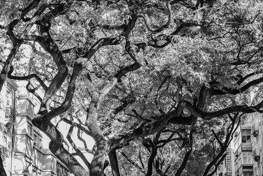 Twisting Tree Canopy