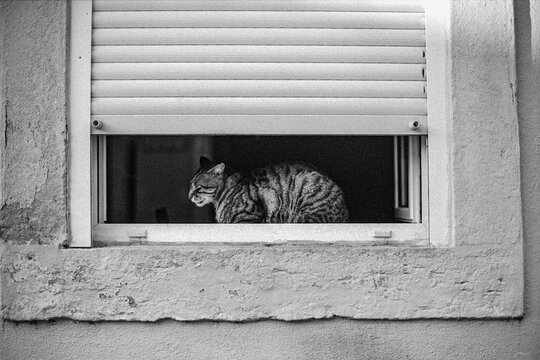 Cat in Window Opening
