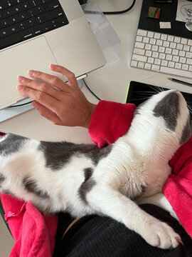 Needy Kitty
