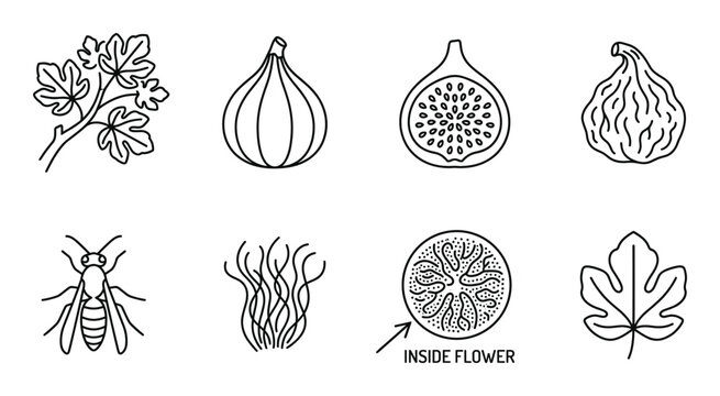 Fig branch, figs, half fig, wasp, strands and inside flower illustration.