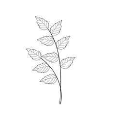 Mint leaf line art. Herbal mint leaf vector. Mint leaf illustration. Hand-drawn mint leaf  © Rsi_Design
