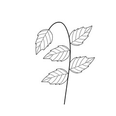 Mint leaf line art. Herbal mint leaf vector. Mint leaf illustration. Hand-drawn mint leaf  © Rsi_Design