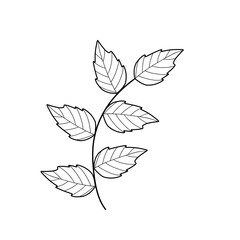 Mint leaf line art. Herbal mint leaf vector. Mint leaf illustration. Hand-drawn mint leaf  © Rsi_Design