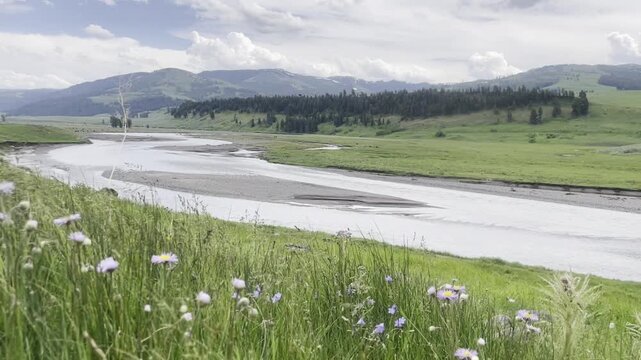 wildflowers in the wind in Hayden Valley within Yellowstone National Park with the Yellowstone River running through it between Yellowstone Falls and Yellowstone Lake. 