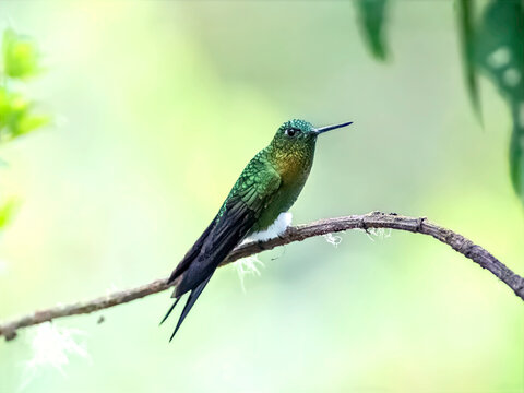 Golden-breasted Puffleg Hummingbird Perched on a Branch in Colombia
