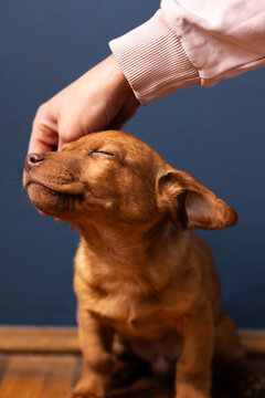 Blissful puppy love