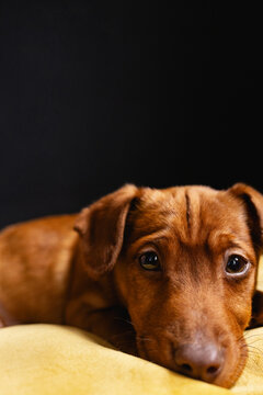 Puppy's adorable look