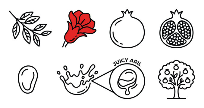 Pomegranate icons set juicy aril fruit tree flower and seeds healthy nutrition ingredients.