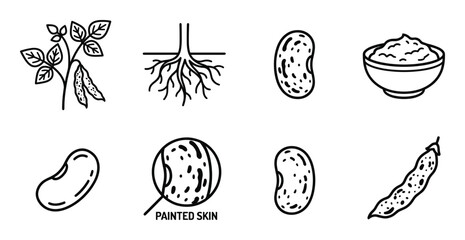 Fototapeta premium Set of flat line icons depicting bean plant, roots, beans, and cooked dhal with details.
