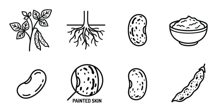 Set of flat line icons depicting bean plant, roots, beans, and cooked dhal with details.